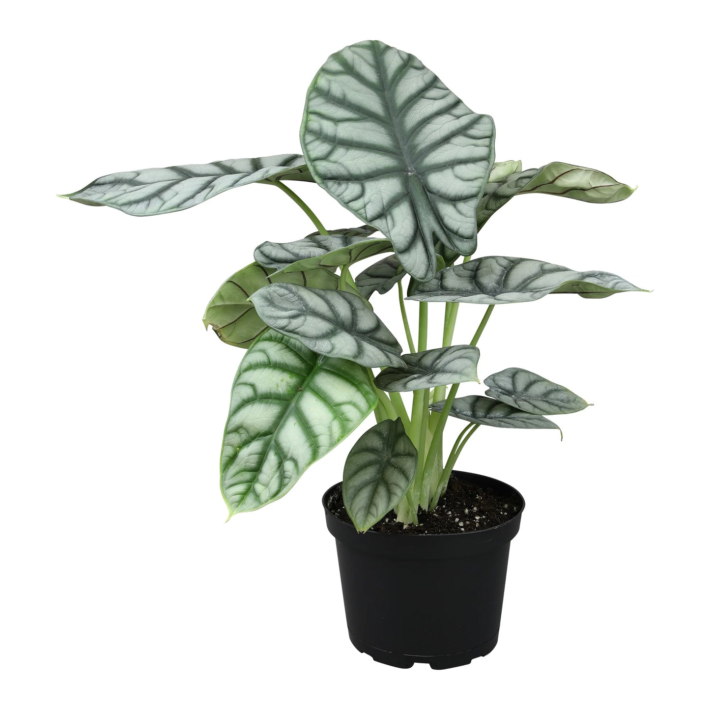 ALOCASIA SILVER DRAGON 6" POT