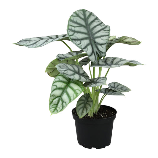 ALOCASIA SILVER DRAGON 6" POT