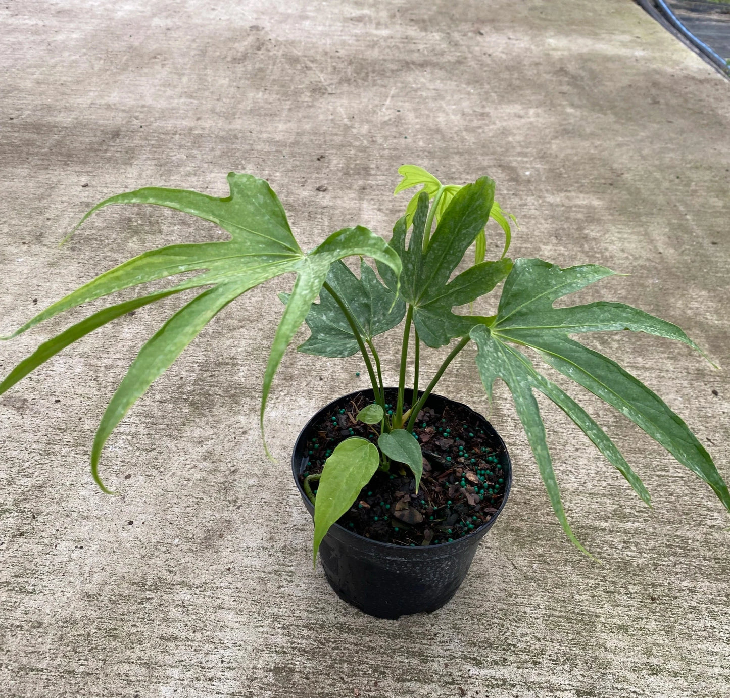 ANTHURIUM PEDATORADIATUM "FINGERS" 6" POT