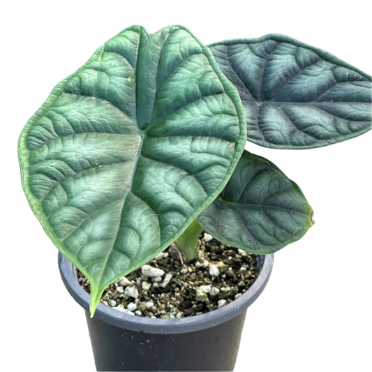 ALOCASIA DRAGON SCALE 4" POT