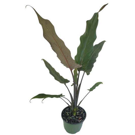 Potted plant with large green leaves on a white background

