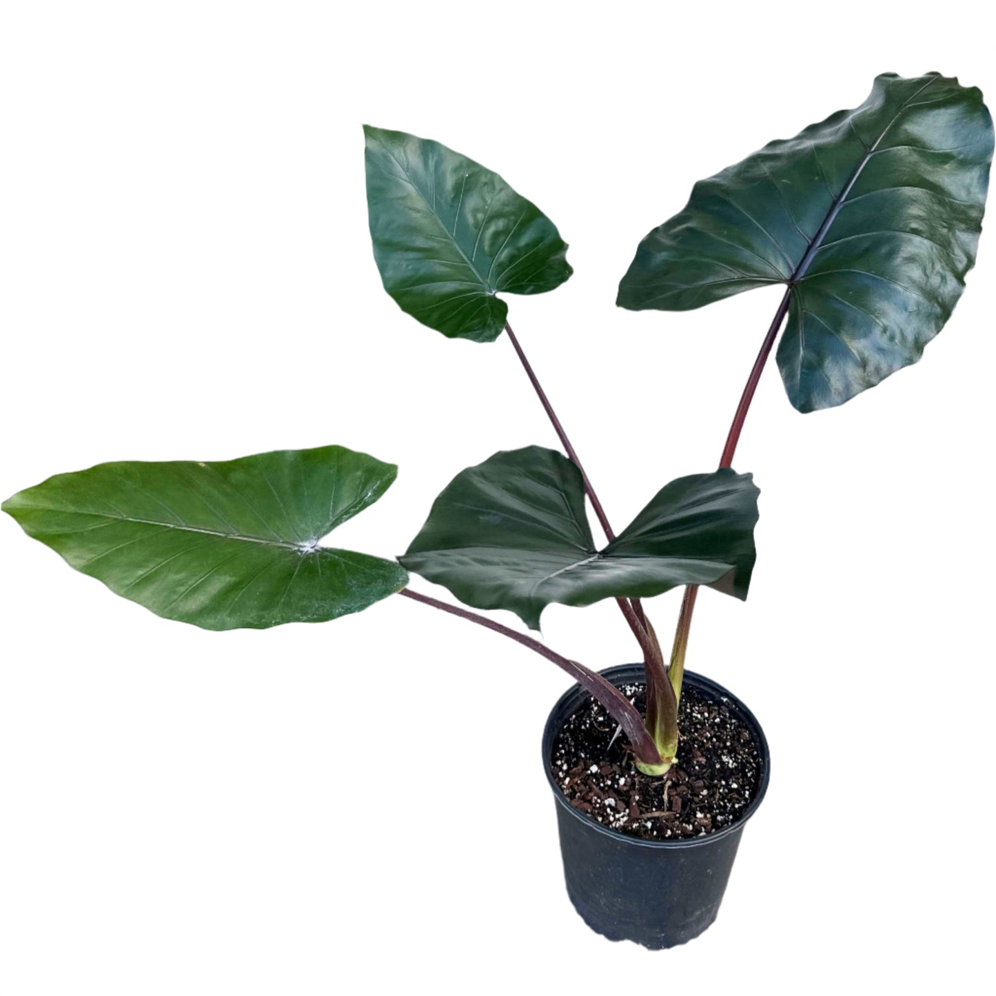 ALOCASIA METAL HEAD 10" POT