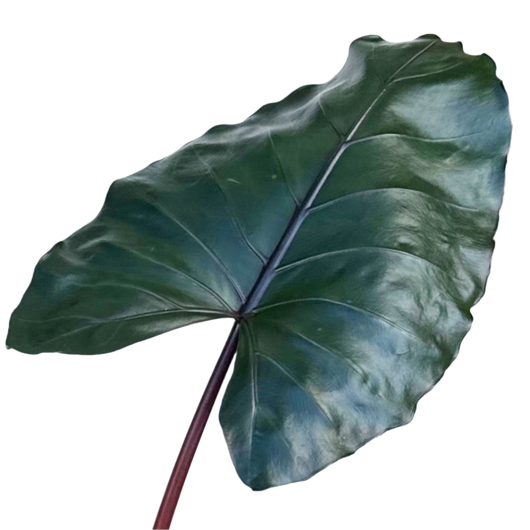 ALOCASIA METAL HEAD 10" POT