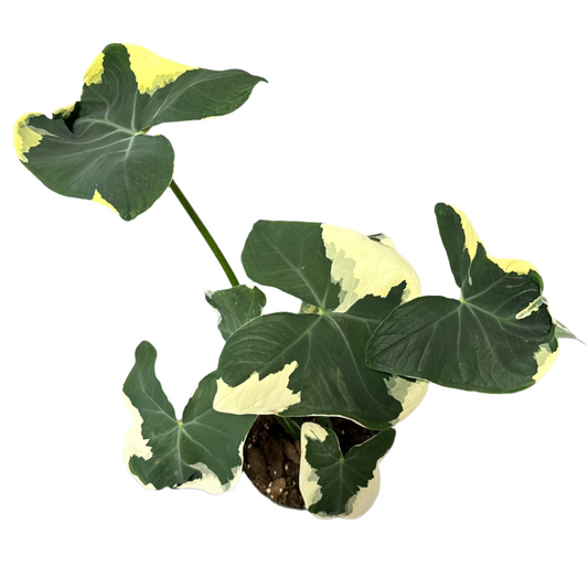 ALOCASIA MICKEY MOUSE 6" POT