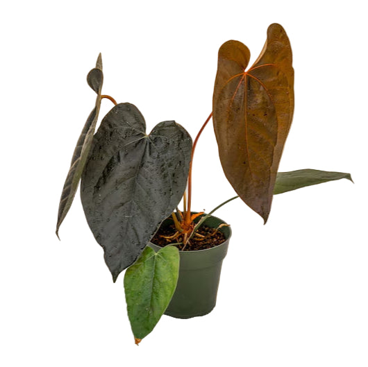 ANTHURIUM QUEEN OF HEARTS 6" POT