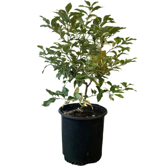 CITRUS-LEMON VARIEGATED 10” POT