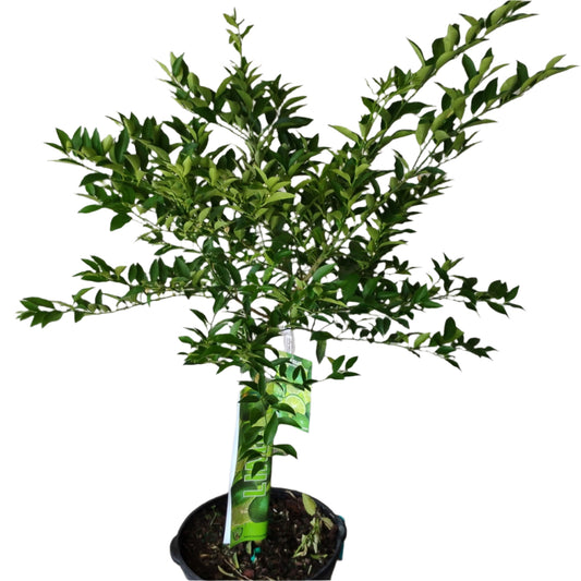CITRUS-LIME STANDARD 17” POT
