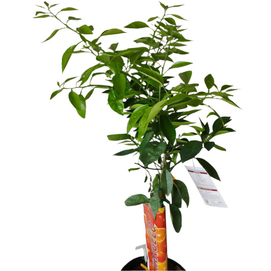 CITRUS-TANGELO STANDARD 12” POT
