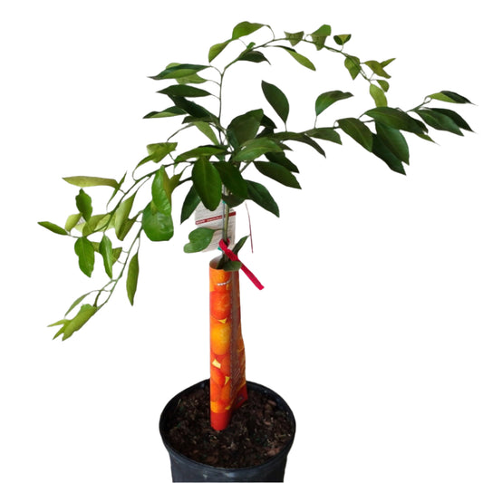 CITRUS-TANGERINE STANDARD 12” POT