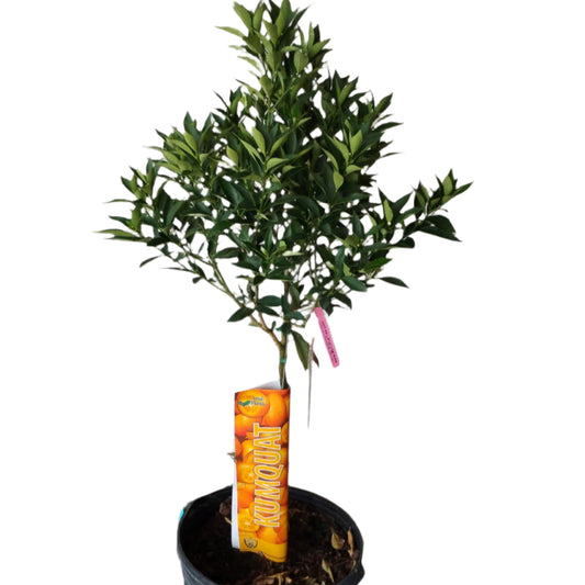 CITRUS-KUMQUAT STANDARD 17” POT