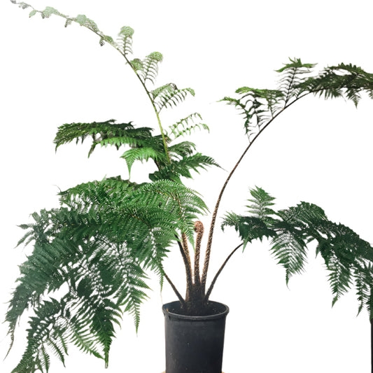 FERN-AUSTRALIAN TREE 10" POT