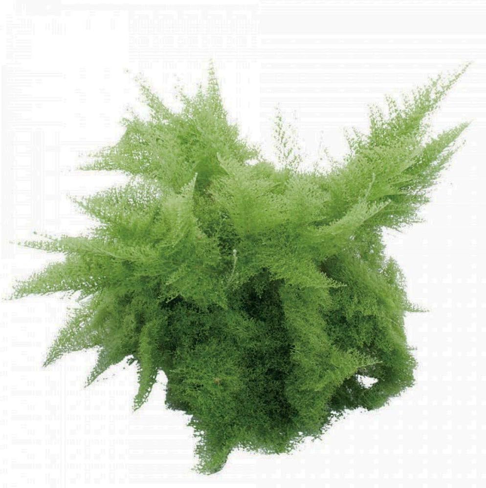 FERN-COTTON CANDY 6" POT