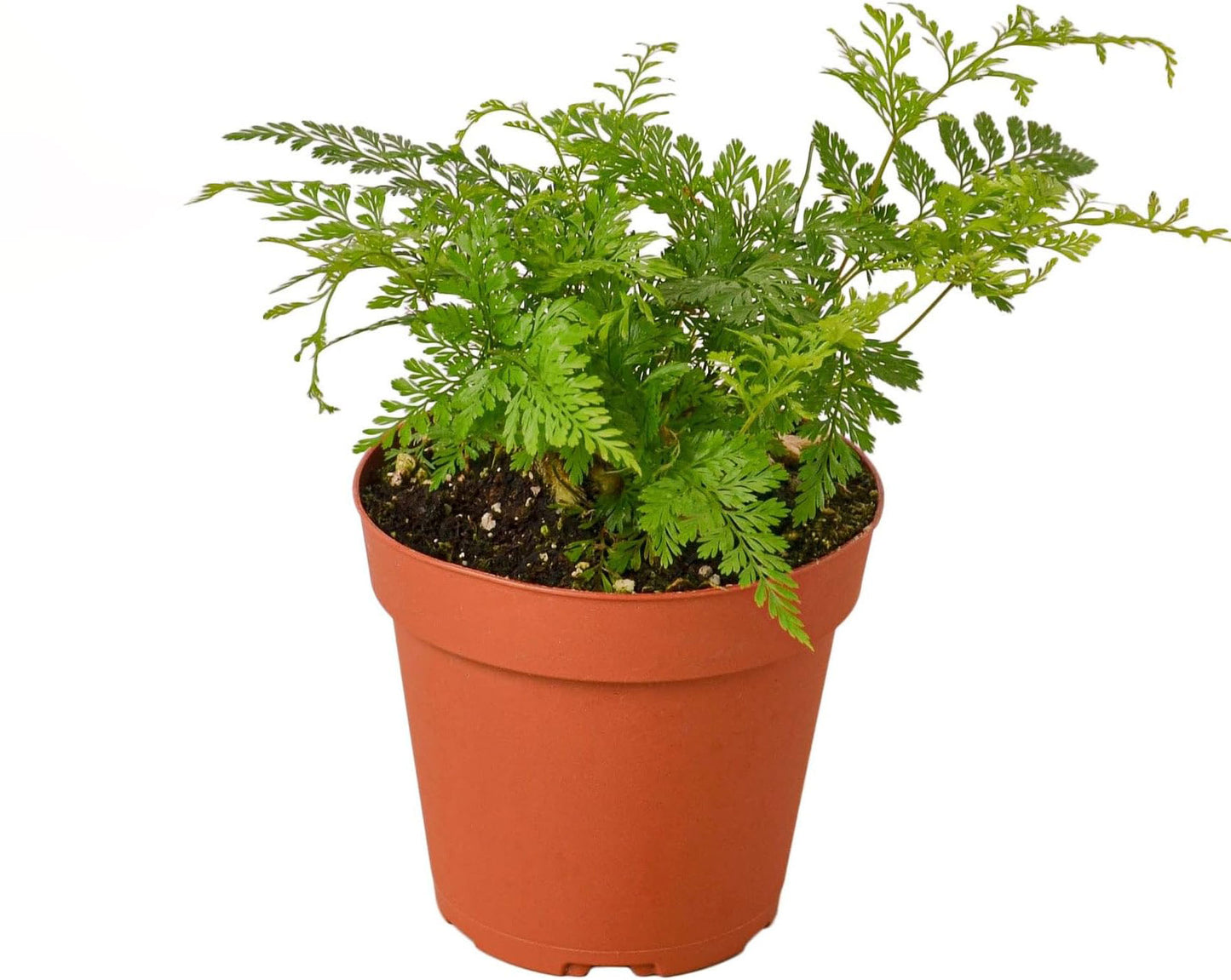 FERN-RABBITS FOOT 6" POT