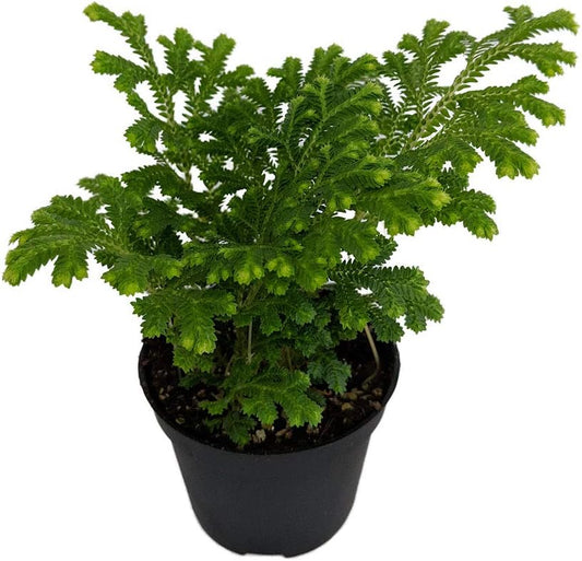 FERN-SELAGINELLA 2" POT