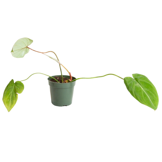 PHILODENDRON PASTAZANUM 6" POT