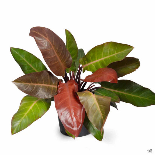 PHILODENDRON KATHLEEN 10" POT