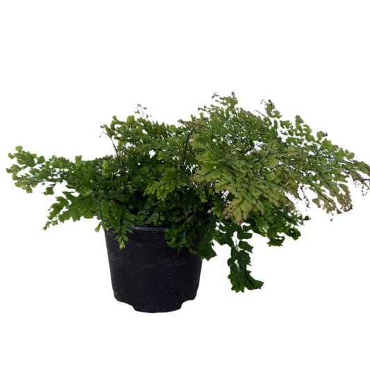 FERN MAIDENHAIR PEACOCK 6" POT