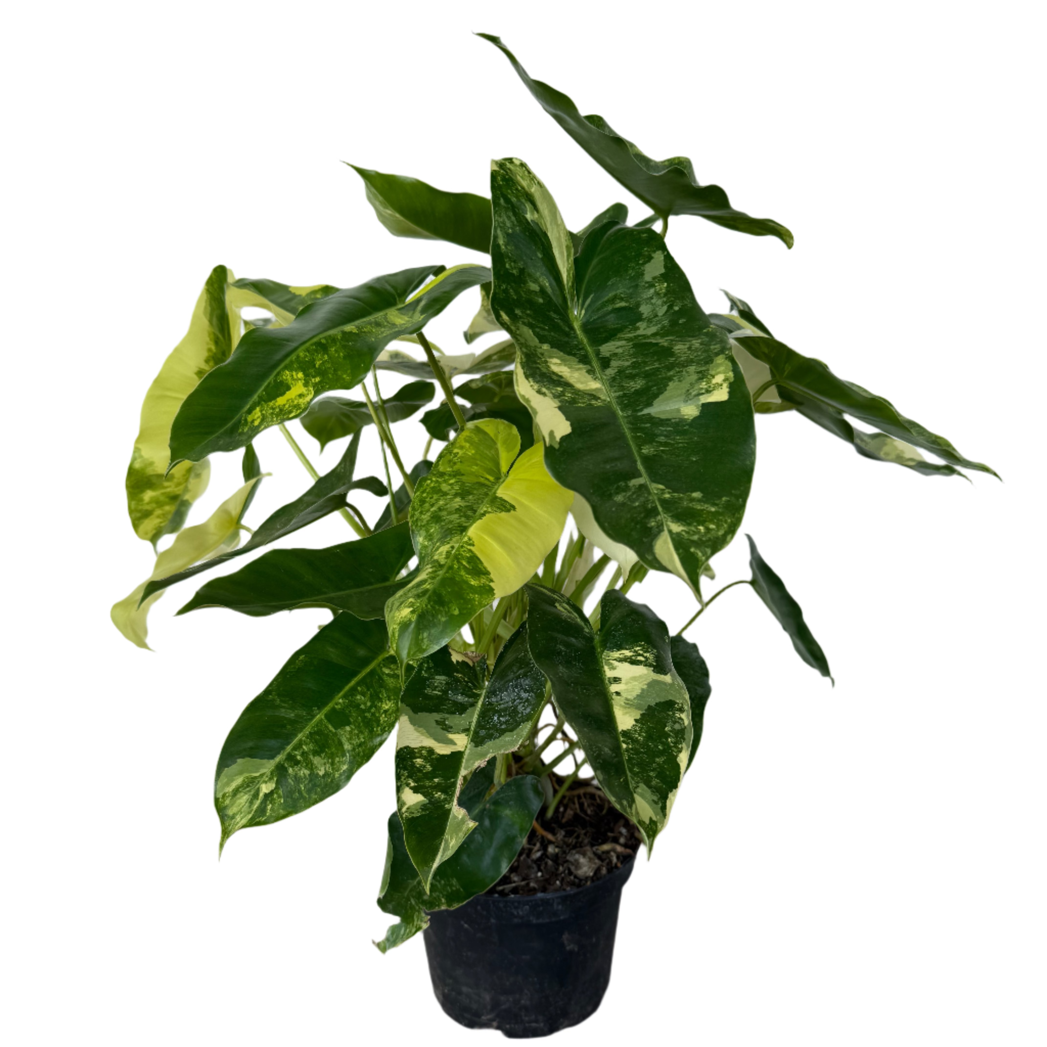 philodendron burle marx toxic PHILODENDRON BURLE MARX VARIEGATED 6" POT – Spacecraft Vapor