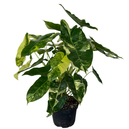 PHILODENDRON BURLE MARX VARIEGATED 6" POT