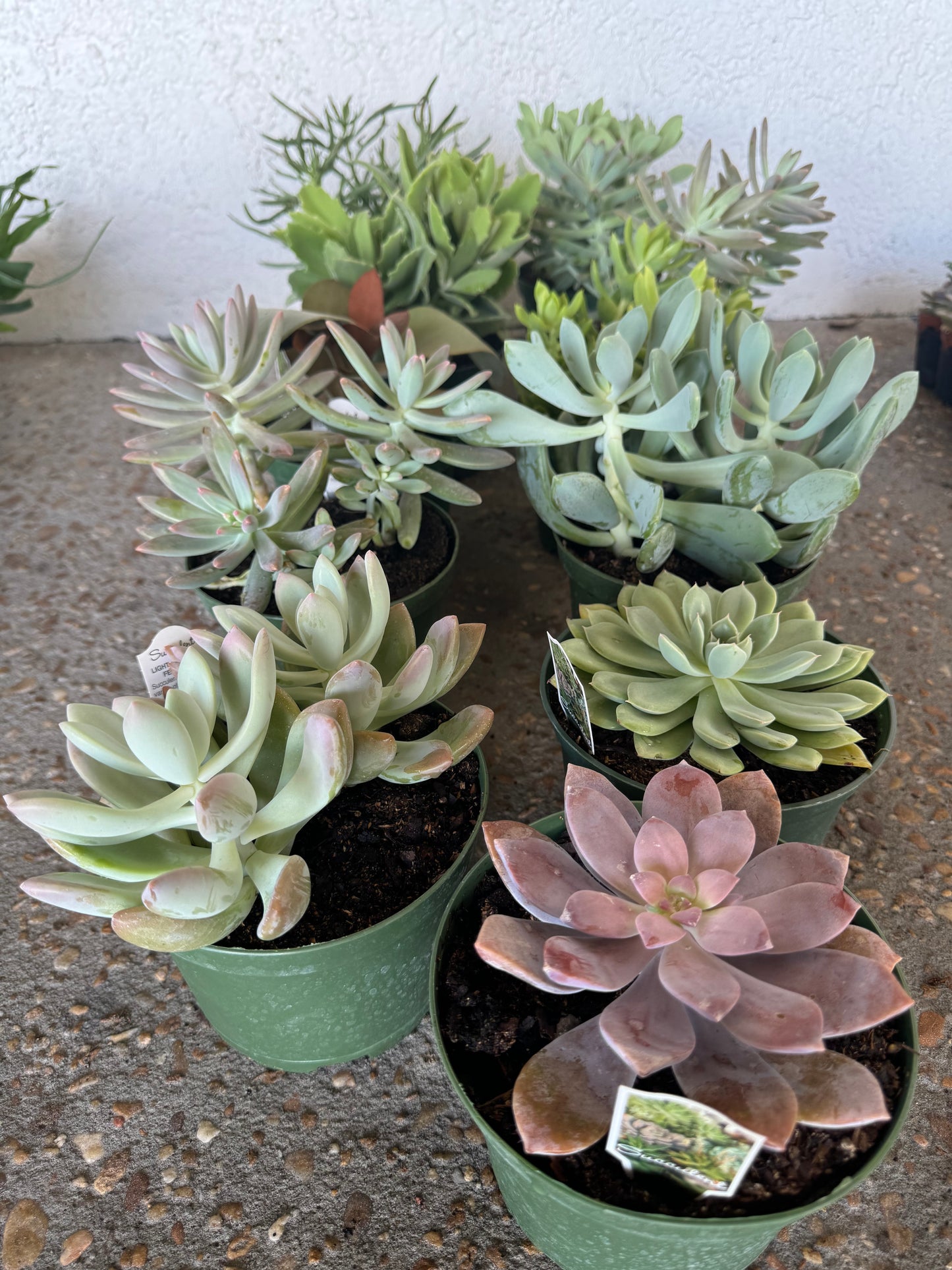 SUCCULENTS ASSORTED 6" POT