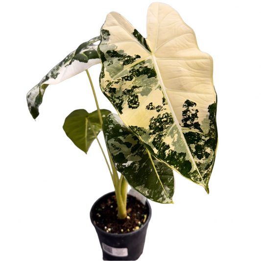 ALOCASIA FRYDEK VARIEGATED 5" POT