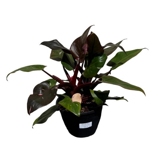 PHILODENDRON BURGUNDY PINK PRINCESS 8" POT