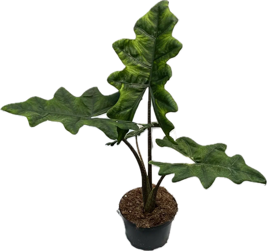 ALOCASIA-JACKLYN 6" POT