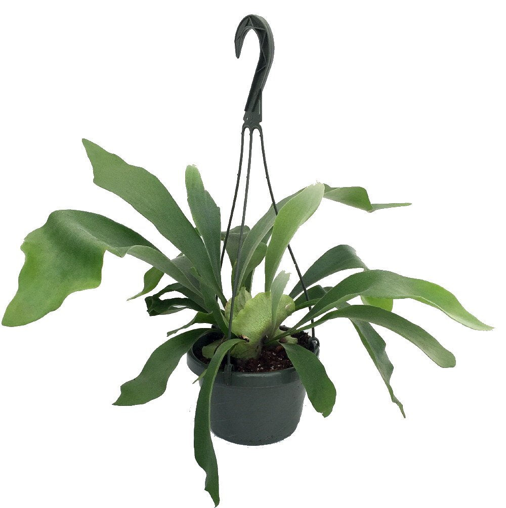 HB FERN STAGHORN 6" POT