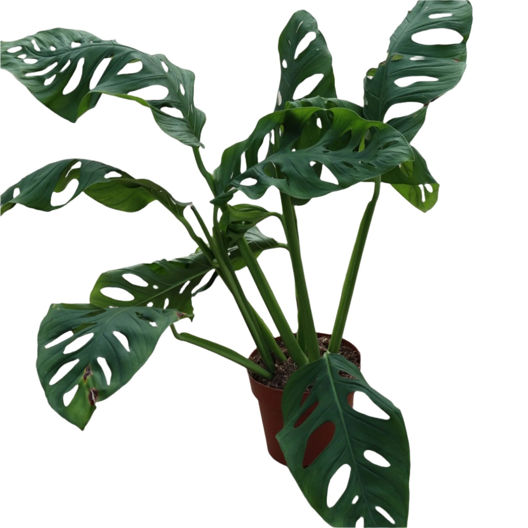 philodendron esqueleto PHILODENDRON MONSTERA ESQUELETOS 10" POT