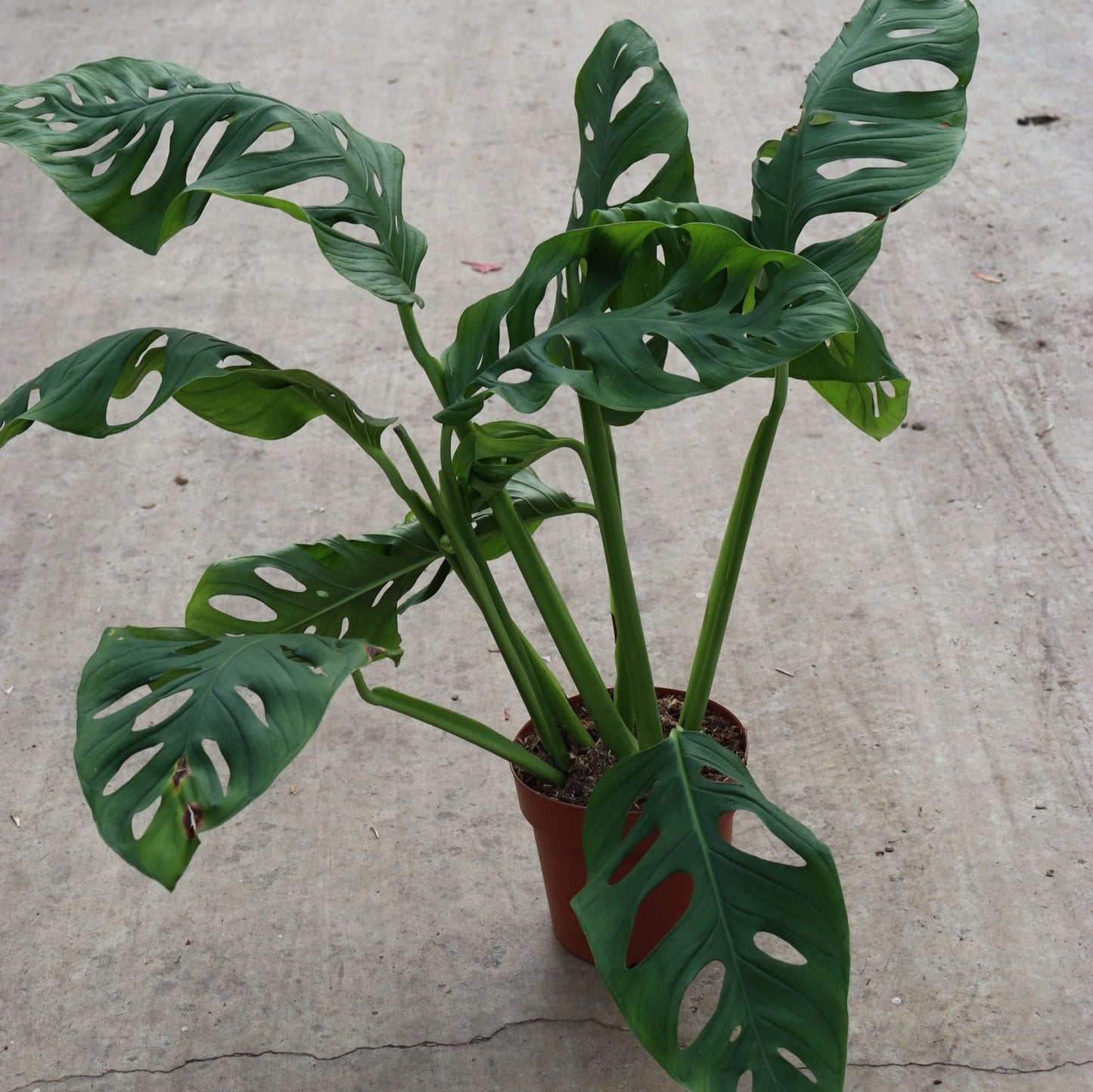 PHILODENDRON MONSTERA ESQUELETOS 10" POT