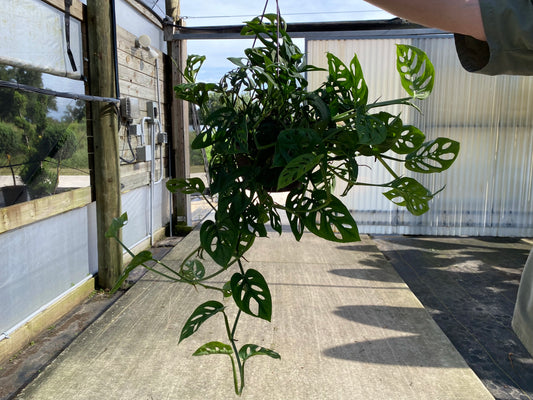 PHILODENDRON SWISS CHEESE HANGING BASKET 8" POT