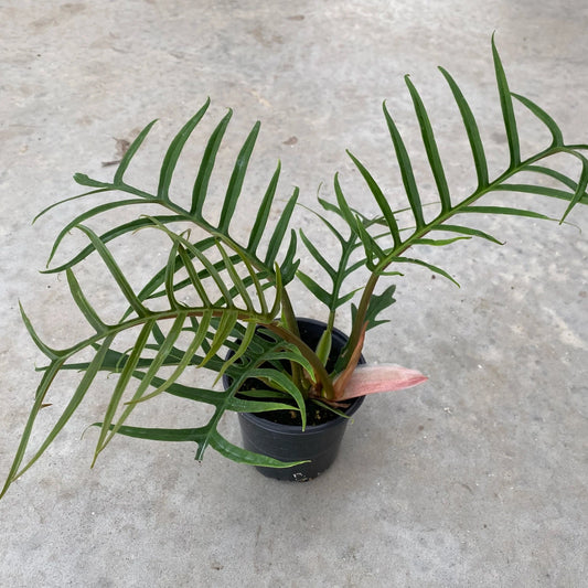 PHILODENDRON TORTUM 4" POT