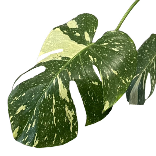 PHILODENDRON MONSTERA THAI CONSTELLATION VARIEGATED 6" POT