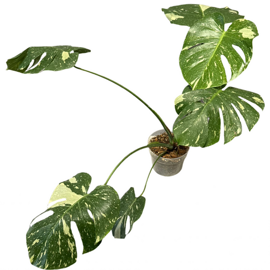 PHILODENDRON MONSTERA THAI CONSTELLATION VARIEGATED 6" POT