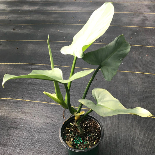 PHILODENDRON SILVER SWORD 6" POT