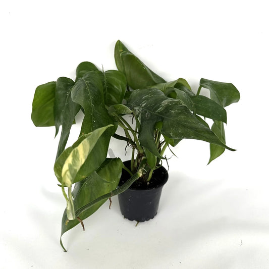 POTHOS EPIPREMNUM PINNATUM ALBO 4" POT