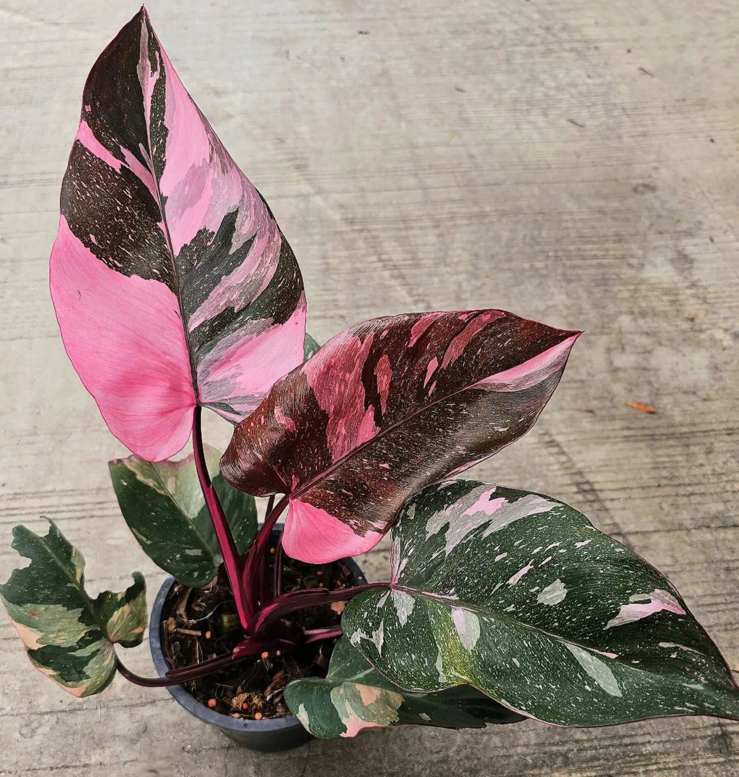 PHILODENDRON PINK PRINCESS 6" POT