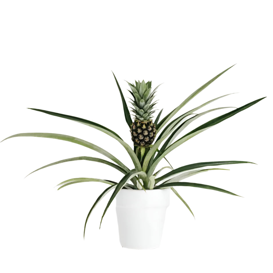 FRUIT PINEAPPLE PLANT 6” POT
