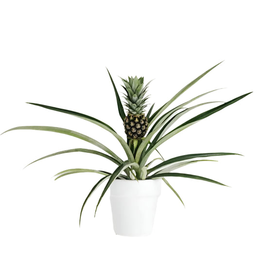FRUIT PINEAPPLE PLANT 6” POT