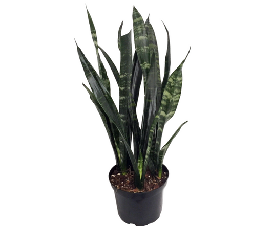 SANSEVIERIA BLACK CORAL 10" POT