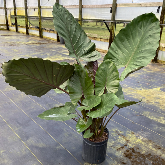 ALOCASIA METAL HEAD 12"  POT