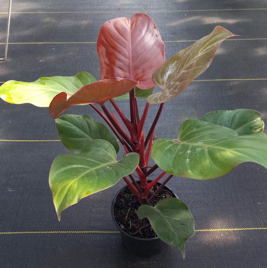 PHILODENDRON McCOLLEY 6" POT