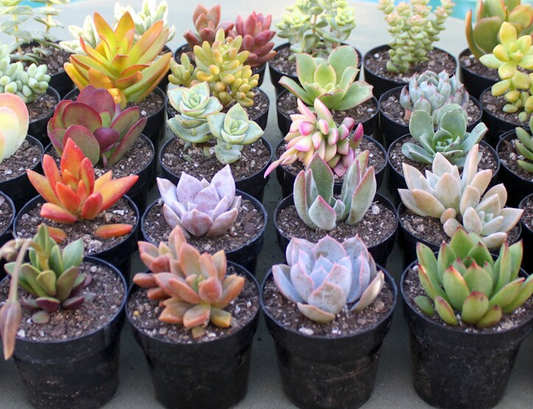 ASSORTED SUCCULENTS 2" POT