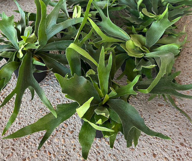 FERN-ELKHORN STAGHORN 6" POT