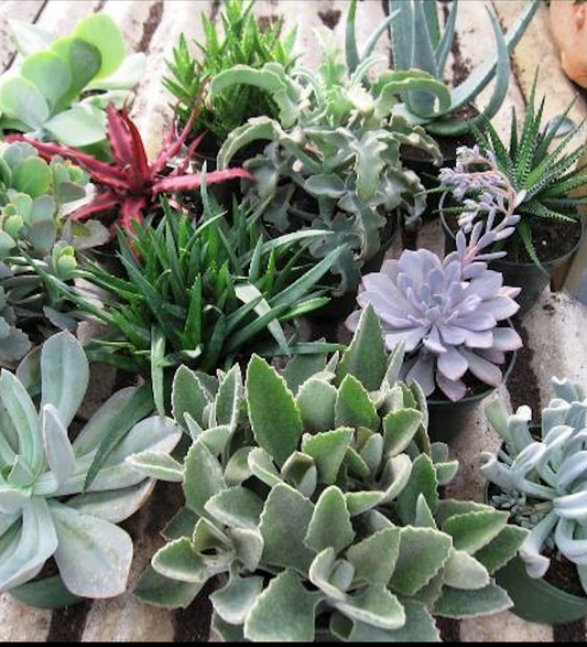 SUCCULENTS ASSORTED 6" POT