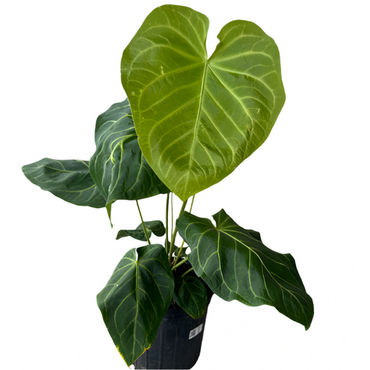 ANTHURIUM MAGNIFICUM 10" POT