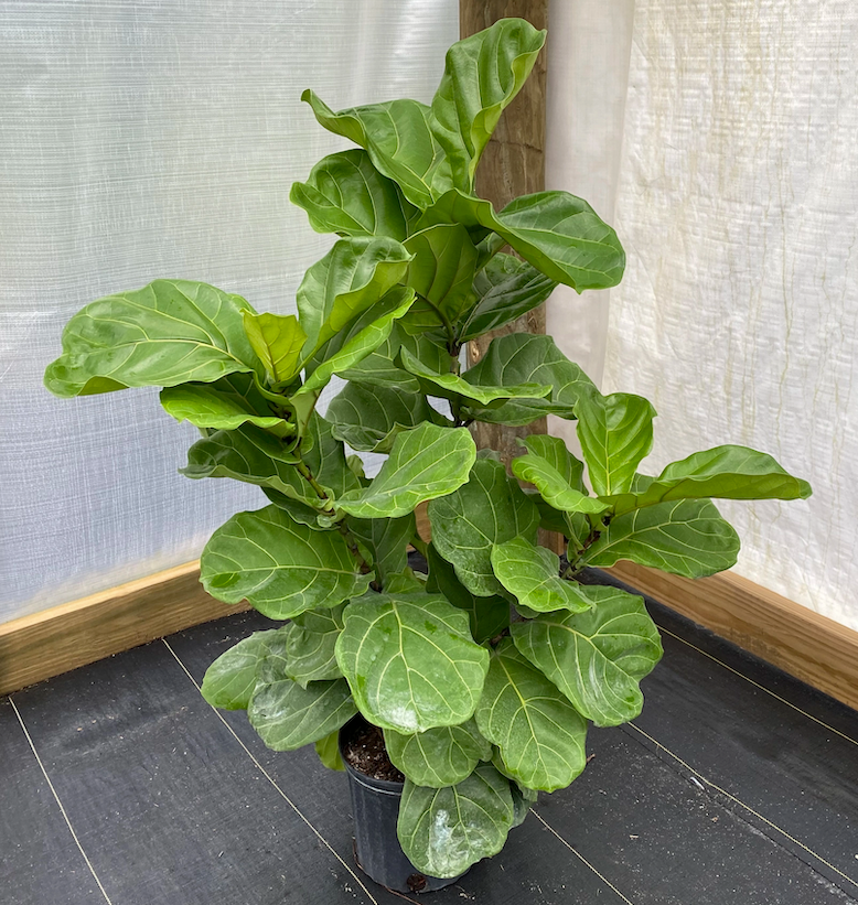 FICUS LYRATA BUSH 10" POT