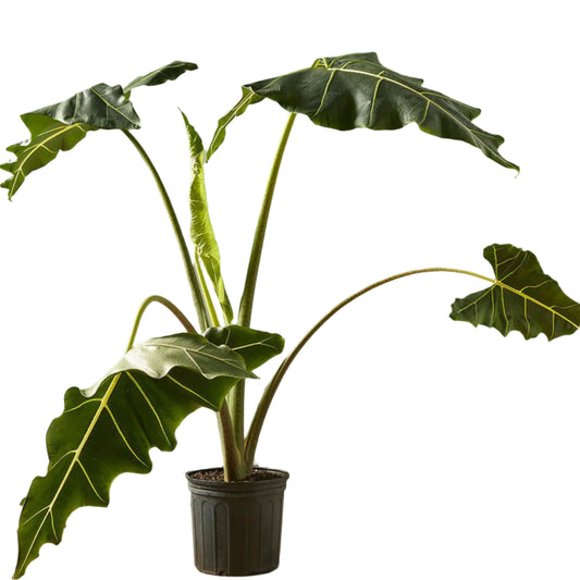 ALOCASIA SARIAN 14" POT