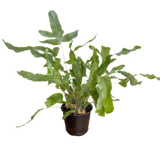 FERN BLUE STAR "DAVANA" 6" POT