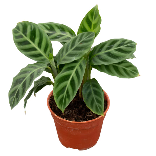 CALATHEA ZEBRINA (ZEBRA) 6" POT